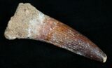 Spinosaurus Tooth - Great Preservation #10966-1